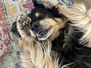 Northridge Veterinary Clinic & Rehabilitation