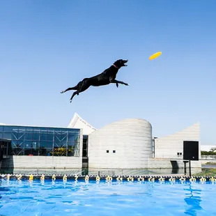 Canine Stars Dog Stunt Show * June 2022