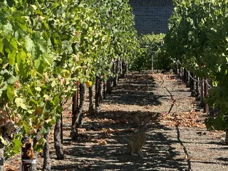 Valley Luxury Car Services