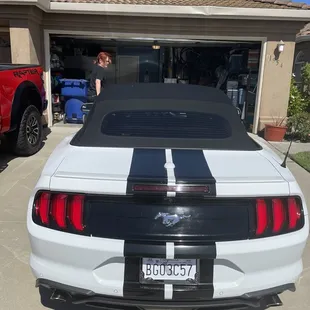 &quot;Buddy&quot; the Mustang showing off his new stripes that Manny outfitted him with!