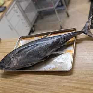 Whole yellow tail tuna