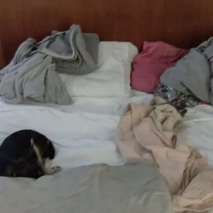 The bed with filthy linens and only one pillow.