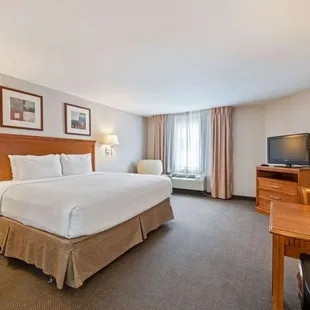 Studio Suite - 1 Queen Bed