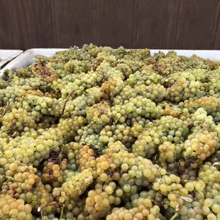 Freshly harvested Chardonnay grapes in Livermore Valley wine country