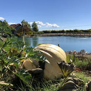Giant Pumpkin on the lake at Etude winery in Napa
