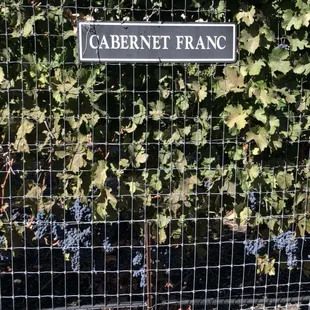 Cab Franc grapes at Wente- almost ready for harvest!