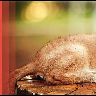 Extreme Animals