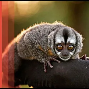 Extreme Animals
