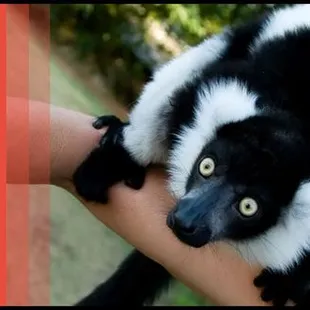 Extreme Animals