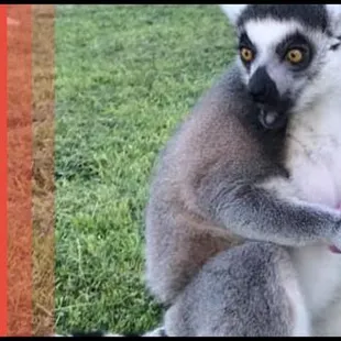 Extreme Animals