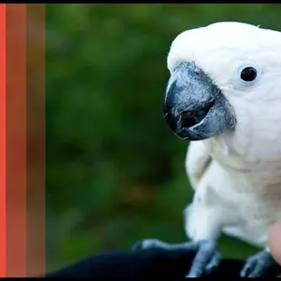 Extreme Animals