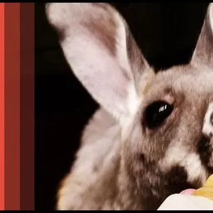 Extreme Animals