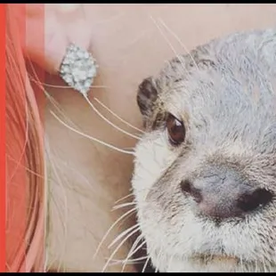 Extreme Animals