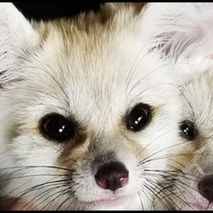 Extreme Animals