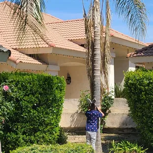 My grandson shaking the tree hunting for the golden eggs.
