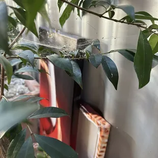 Spider mites and discarded art