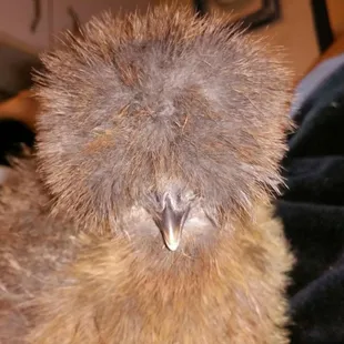 "Baby Girl"   An egg found in a coop damaged during our 2017 house fire hatched my "Baby Girl" She is a true miracle baby