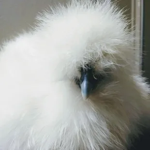 Lila is a 3 month old female white Silkie, daughter of Olaf and Olivia. The white silkie parents are from Fabulously Feathered Silkies