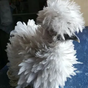 Cha Cha was a wild chick right from birth! Fabulously Feathered Silkies