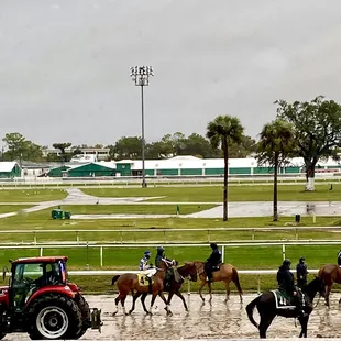 Horses getting loaded into the starting gates.