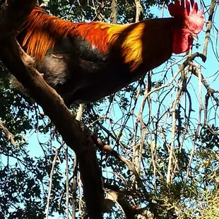 Fair Oaks Chicken Festival .... rooster roosting