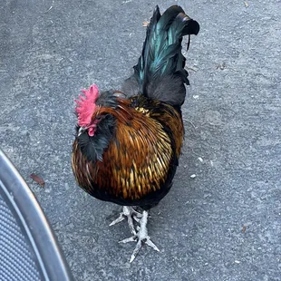 Rooster
