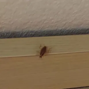 Filthy room, cockroaches infestation. Vary unprofessional.