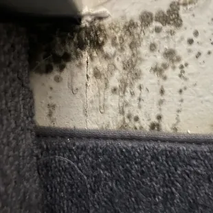 Black mold in our room.