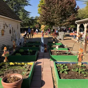 Our garden