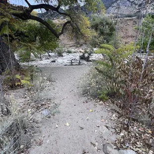 Picnic bench and fire pit