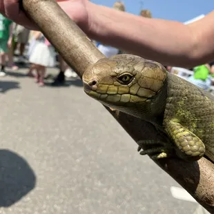 Skink . . .