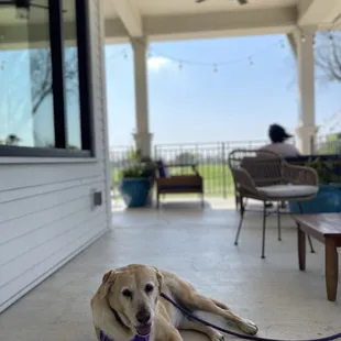 Dog friendly outdoor patio