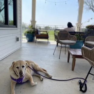 Rainey, chilling at their dog friendly outdoor patio