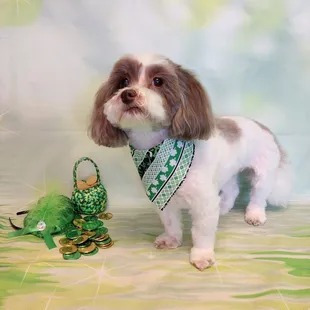 My Havanese, Sadie, posing :)