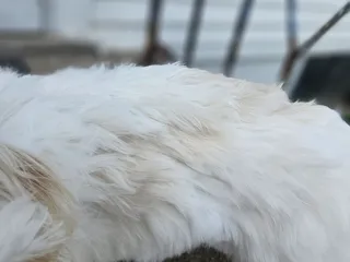 Bellevue Pet Adventures