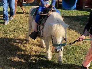 Caro’s Ponies