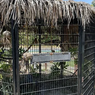 Polly wanna cracker??