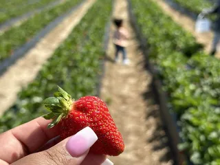 Browder's Fresh Pickin's