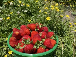 Vaughan Farms’ Produce