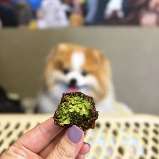 Falafels and a dog-friendly patio!