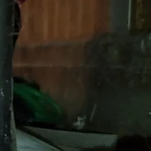 a bear in a zoo enclosure