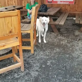 Dog friendly patio