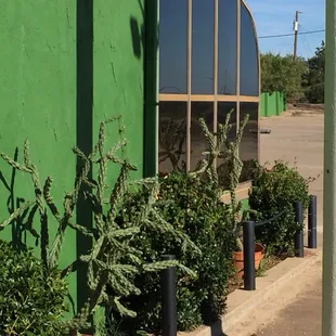 Lovely landscaping, including cactus and roses