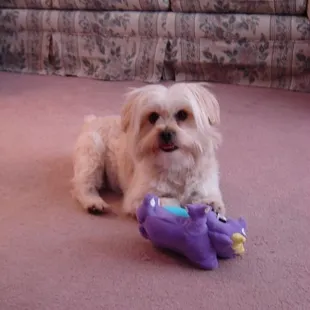 Riley after grooming!