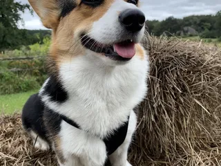 SAHO Owasso Animal Hospital