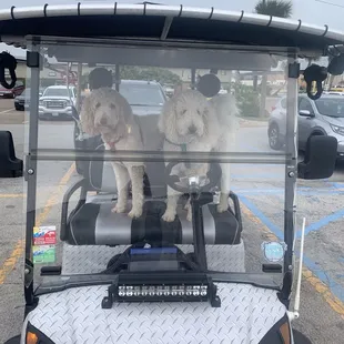 Waiting in the "car" at the grocery store!