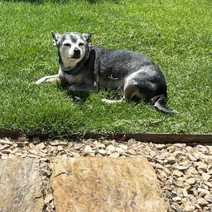 Charley, the man in my life!!