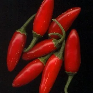 Tracy C.