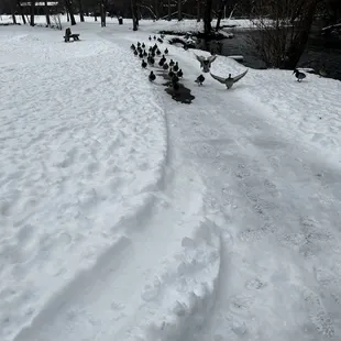 The ducks are so cute but the real reason they&apos;re running to meet me is because they&apos;re hungry!
