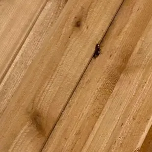 Roach on the wall